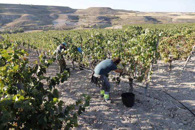 La vendimia en la Ribera del Duero