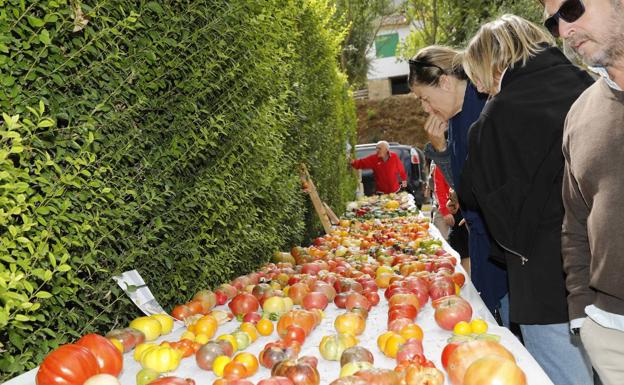 Más de 2.000 personas pasan por Feria Ibérica del Tomate de Piñel de Abajo