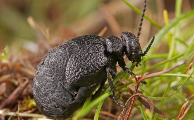Descubierta en España una nueva especie de escarabajo