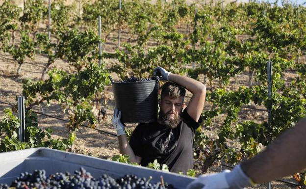 Los 4.000 trabajadores afectados por el convenio de la vid cobrarán un 3,5% más cada año hasta 2025