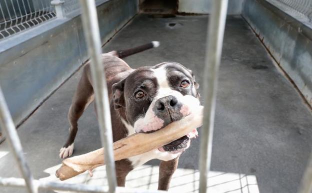 El Colegio de veterinarios insiste en la importancia de vacunar contra la rabia para evitar posibles brotes