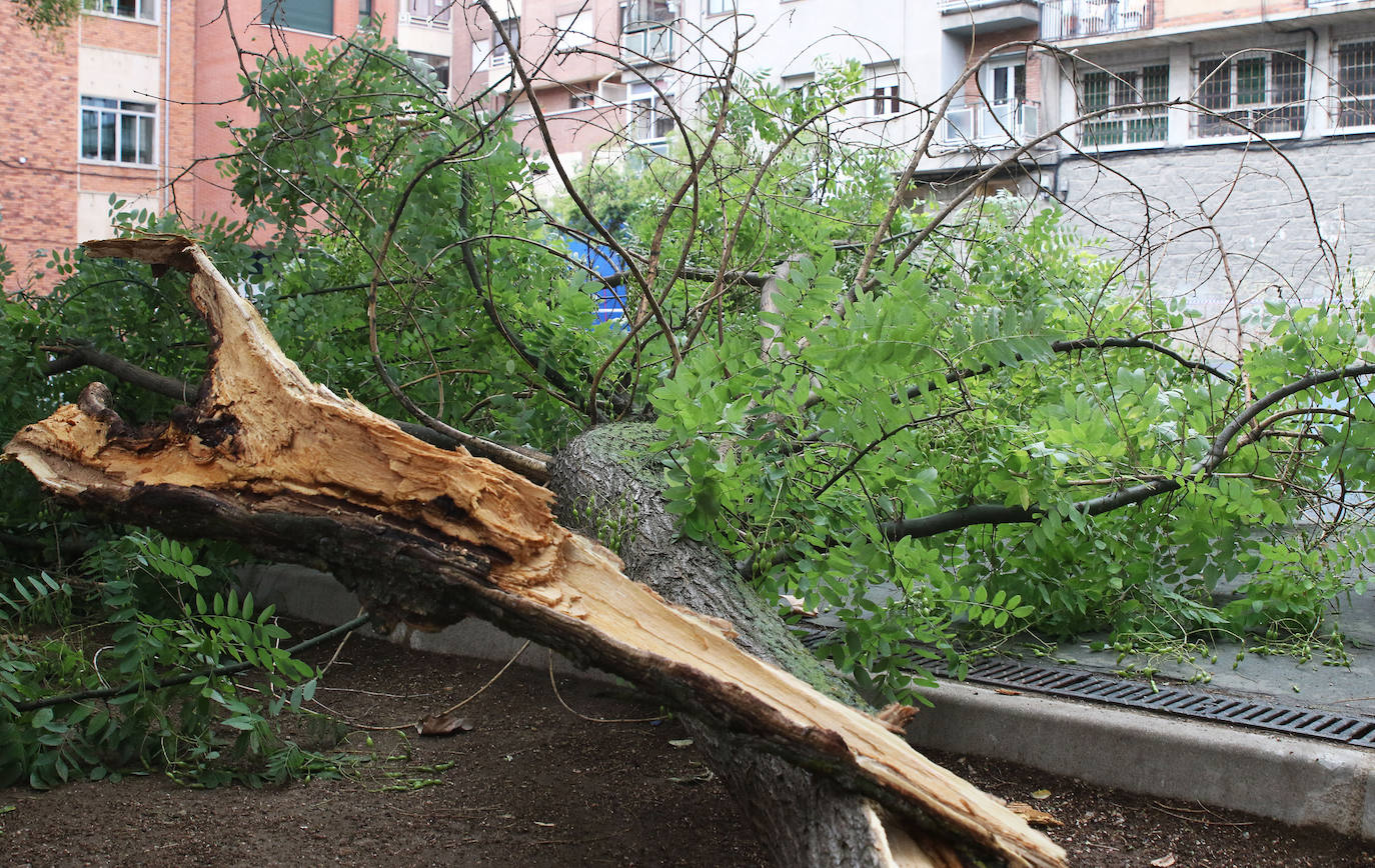 Cae la rama de un árbol en el patio del colegio Diego de Colmenares