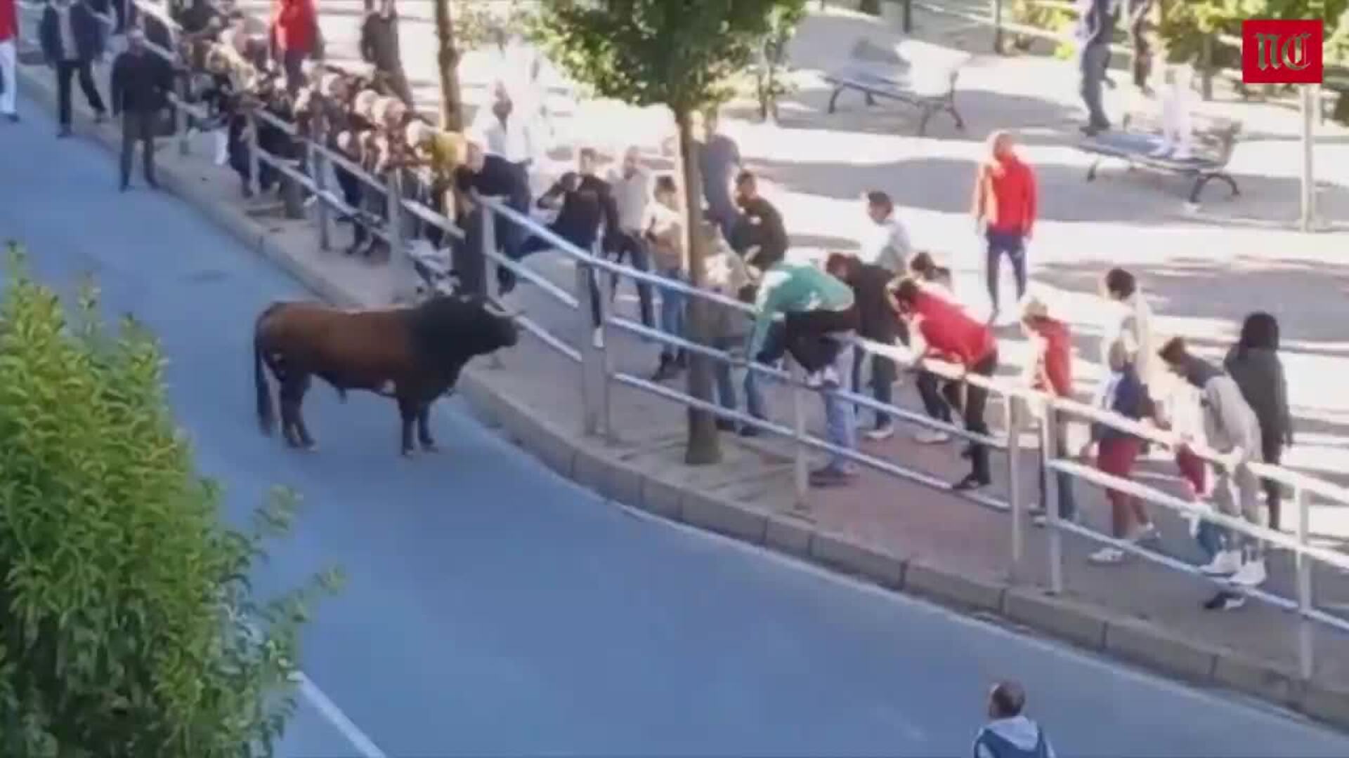 Solo cuatro toros completan el encierro extraordinario de San Miguel en Cuéllar