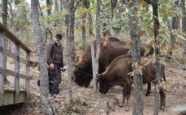 San Cebrián de Mudá añora su 'bosque de los mineros'