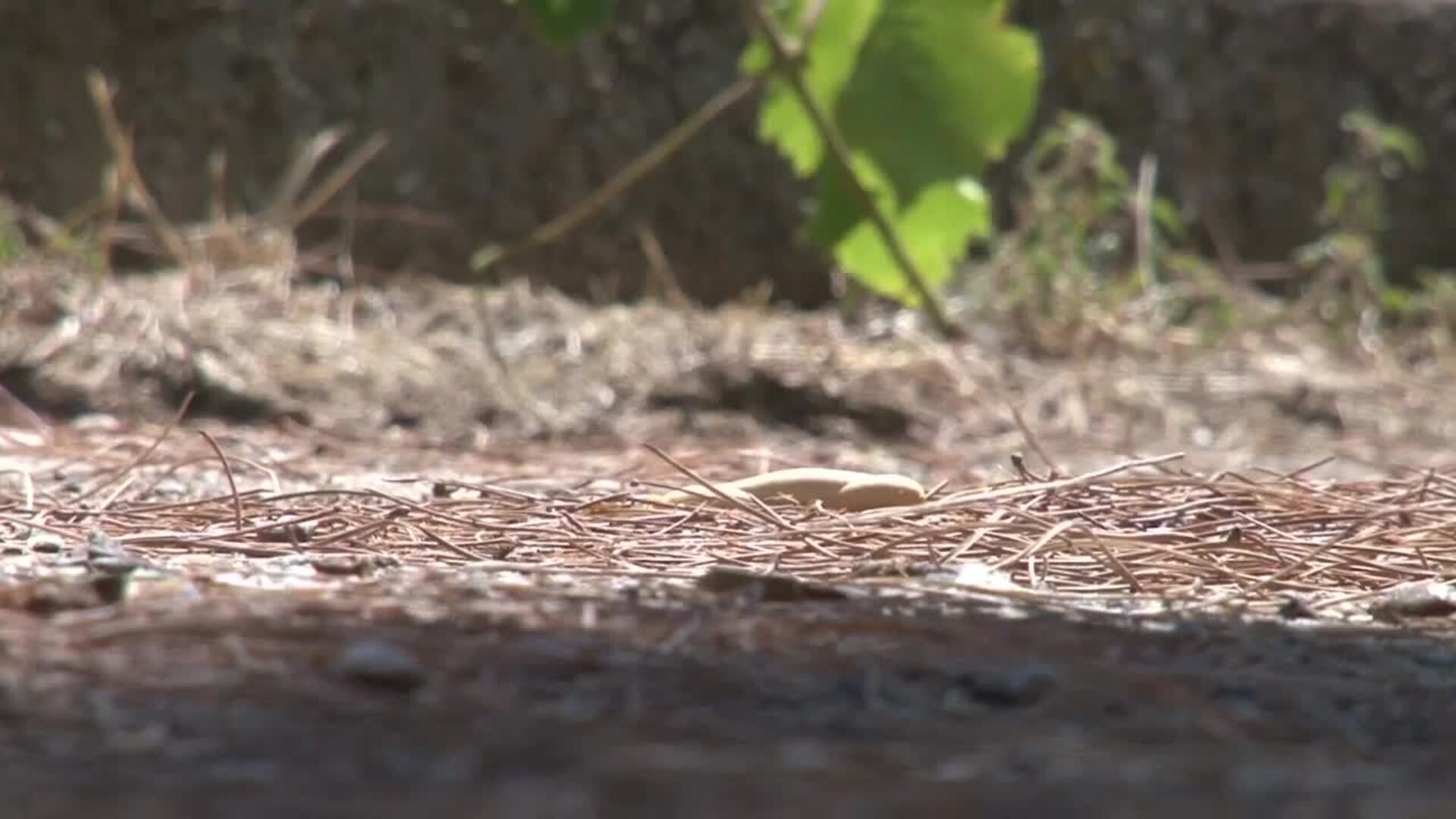 El corto 'S.O.S. Gurriato' con aroma vallisoletano triunfa en Asia