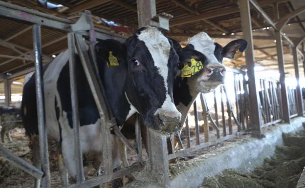 La industria tira de 'chequera' para fidelizar a los ganaderos