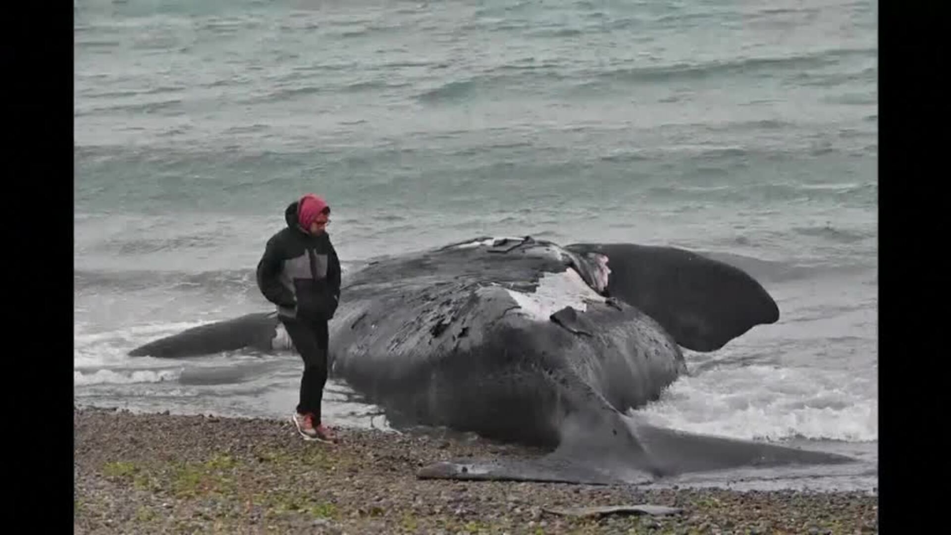 Preocupación En Argentina Por La Aparición De 13 Ballenas Muertas En La ...