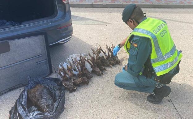 Detenido en Palencia un furtivo por tener y transportar nueve cabezas de corzo macho y un jabalí