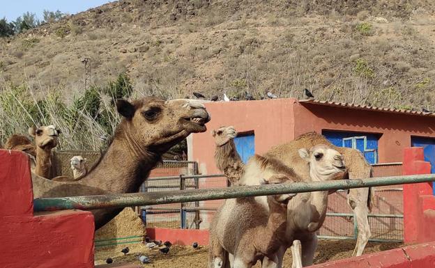 Un estudio de la UVA avala la leche de camella como alternativa a la de vaca para alérgicos