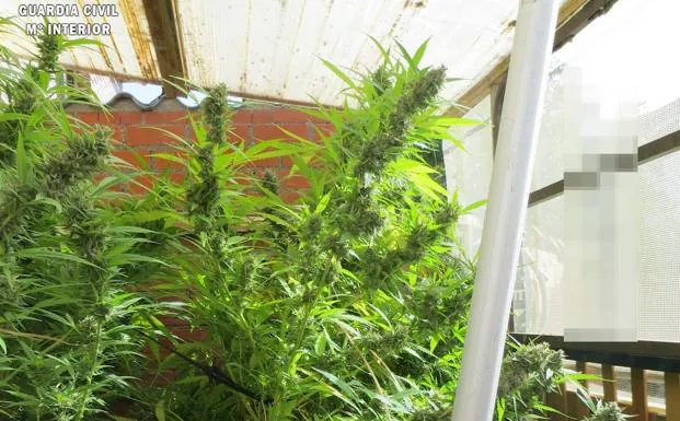 Investigado un hombre con una plantación de marihuana en un invernadero casero de Lagartos
