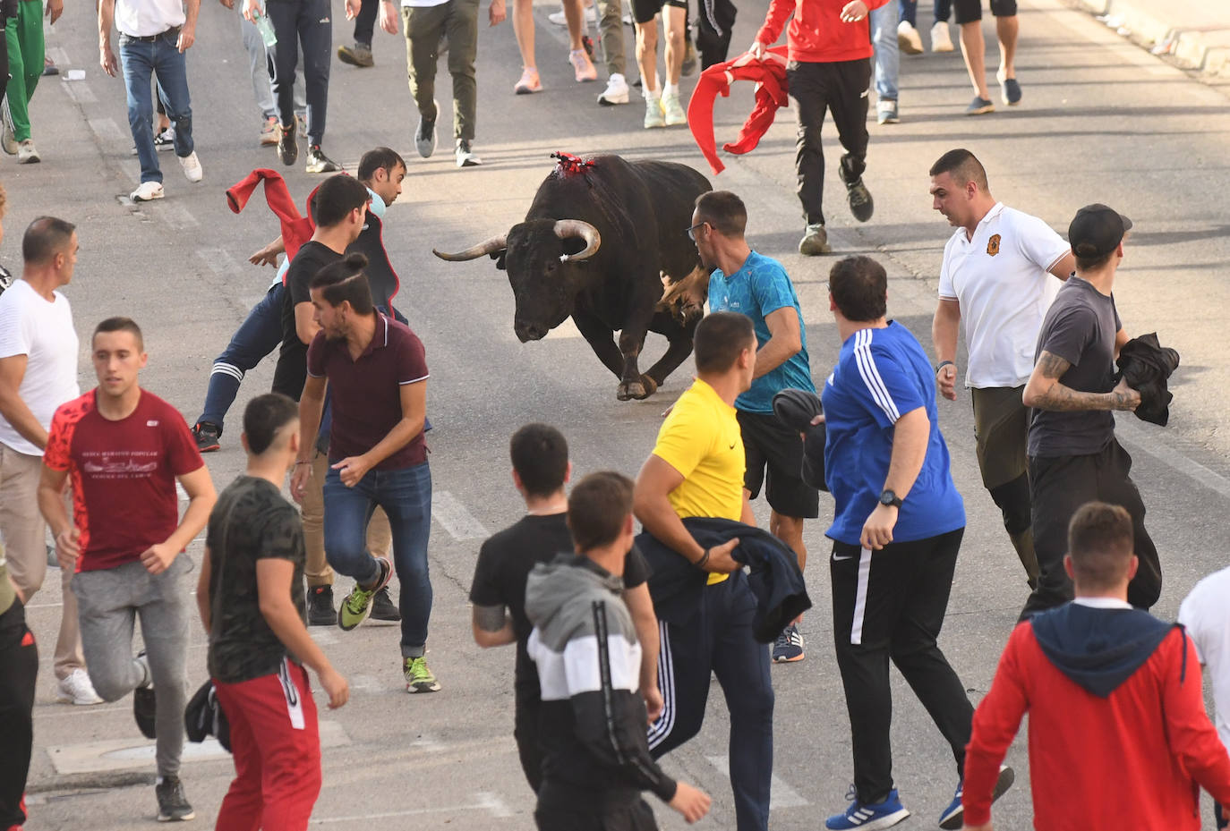 Rueda celebra la Fiesta de la Vendimia con un encierro como acto central