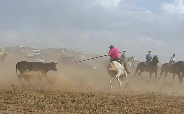 Villafrechós cierra su año taurino con un multitudinario encierro campero