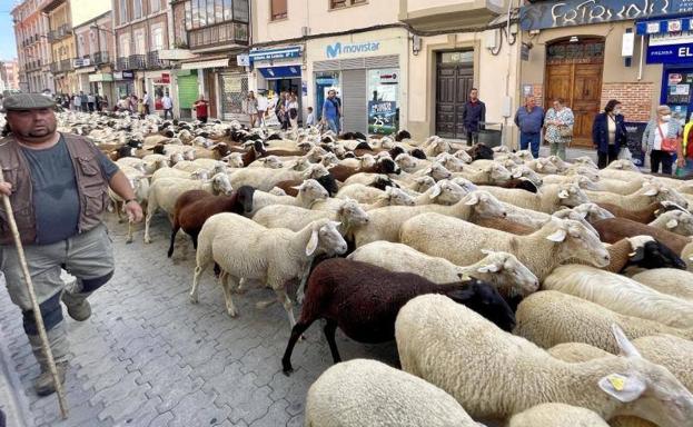 Un rebaño de más de 700 ovejas atraviesa el casco histórico de Medina del Campo