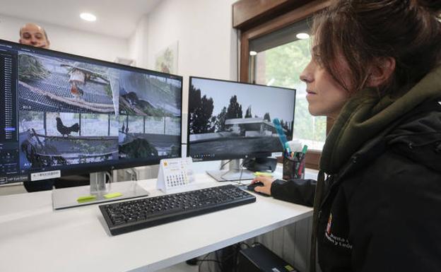 El Centro de Cría del Urogallo recibirá 5,1 millones de la Junta para revertir la extinción de la especie