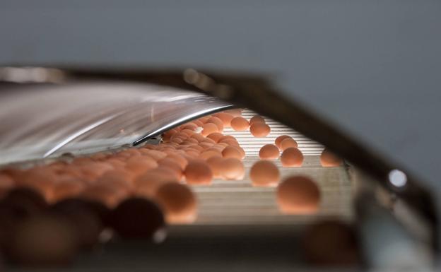 Castilla y León, segunda productora de huevos con 190 millones de docenas en 2021