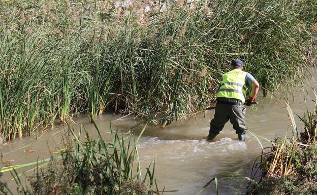 El Ayuntamiento de Valladolid se compromete a limpiar los carrizos del Esgueva «el año que viene»