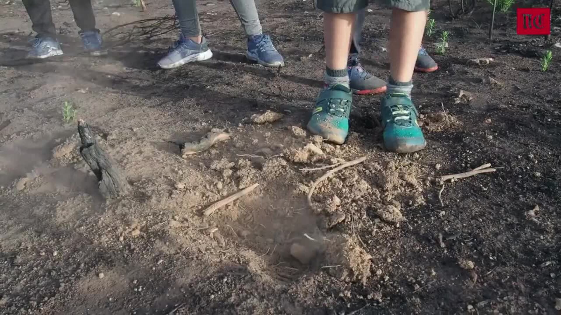 Alumnos de los colegios de Tábara y Faramontanos participan en el proyecto 'De un árbol puede crecer un bosque'