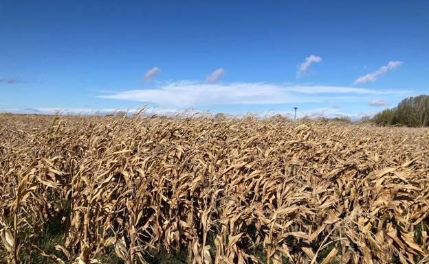 Castilla y León, en alerta por viento y preparada para un episodio de calima