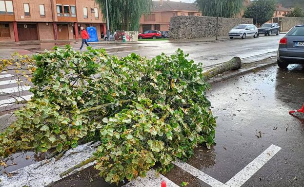 La lluvia y el granizo derriban un árbol en la avenida Ronda de Aguilar