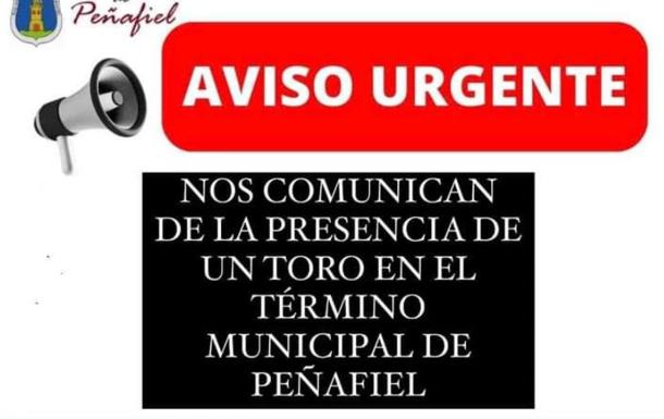Alerta en Peñafiel por la presencia de un toro suelto