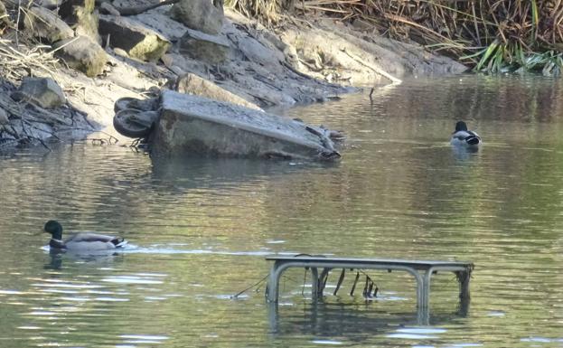 El descenso del nivel saca a relucir las vergüenzas del Canal de Castilla en Valladolid