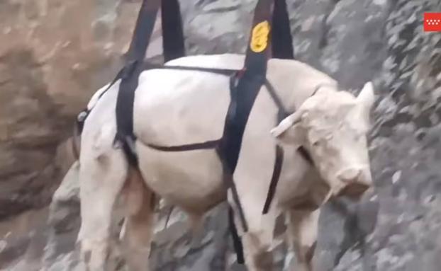 Complicado rescate de un toro que llevaba dos días atrapado en una cascada de Guadarrama