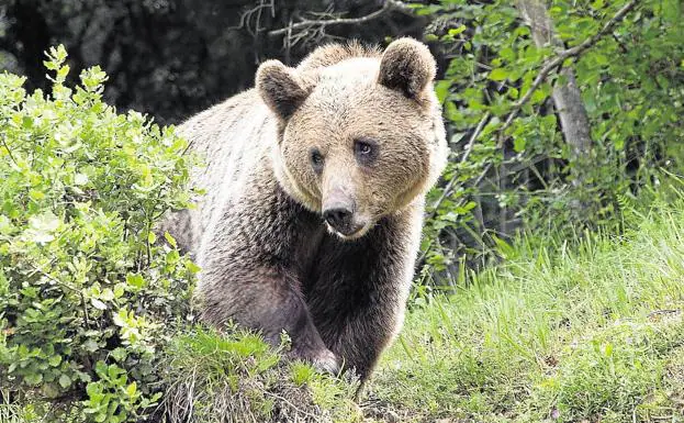 Siguen a un oso supuestamente herido por un disparo en una cacería en Palencia