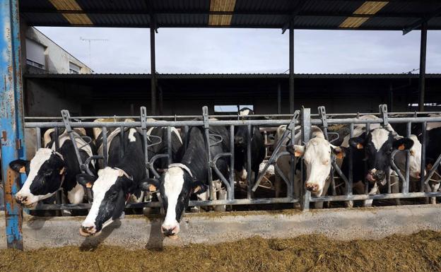 El precio de la leche sube al amparo de una producción que cae un 4% en septiembre