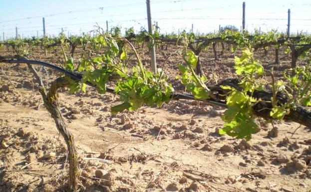 Ribera del Duero pedirá al Ministerio de Agricultura crecer en 2023 en 235 hectáreas