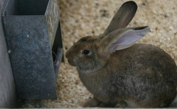 Sin márgenes para el conejo