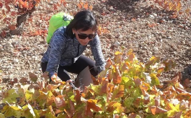 Mucientes celebra la tradicional rebusca después de la vendimia