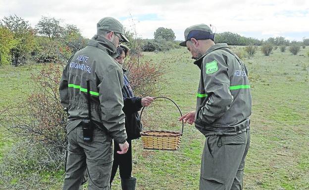 Los agentes medioambientales tildan de «parche» el protocolo de recogida de setas