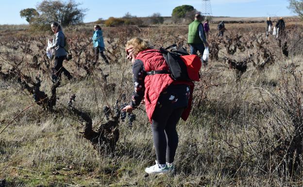 En busca de las uvas olvidadas en los majuelos