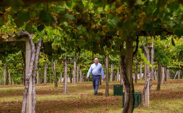 Nueva apuesta de Carlos Moro por Galicia para producir albariños en Rías Baixas