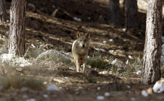 Castilla y León afirma que Sánchez «no transfiere» el dinero para daños de lobos