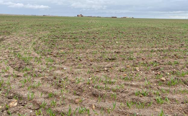 La humedad y las buenas temperaturas dan forma a una germinación «espectacular»