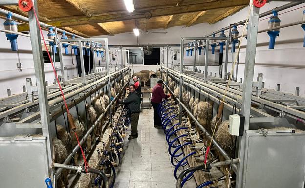 La subida del precio de la leche y de los lechazos no frena la caída de la producción en ovino