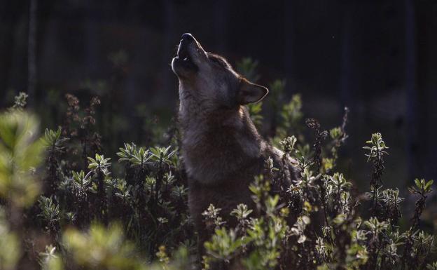 La UE pide rebajar la protección del lobo y más ayudas a ganaderos