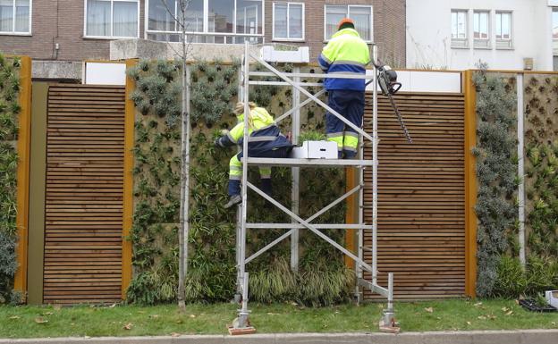 La mediana del Hospital Militar vuelve al quirófano para reponer 300 plantas secas