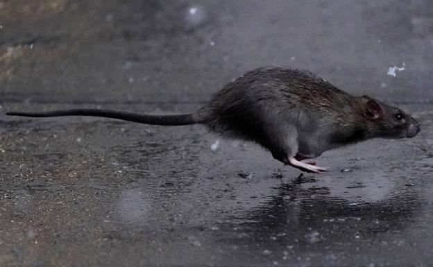 Un salario anual de 170.000 euros por matar a millones de ratas