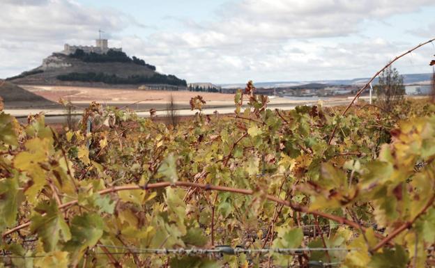 La Junta limita a 235 hectáreas las nuevas plantaciones de viñedo en la Ribera del Duero