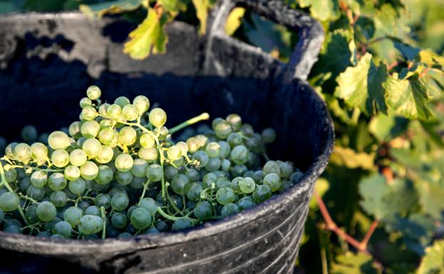 Palmarés de oro en 2022 para el Verdejo de Cuatro Rayas