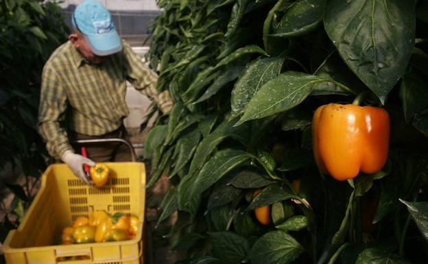 El 35% de los alimentos tienen algún residuo de un plaguicida