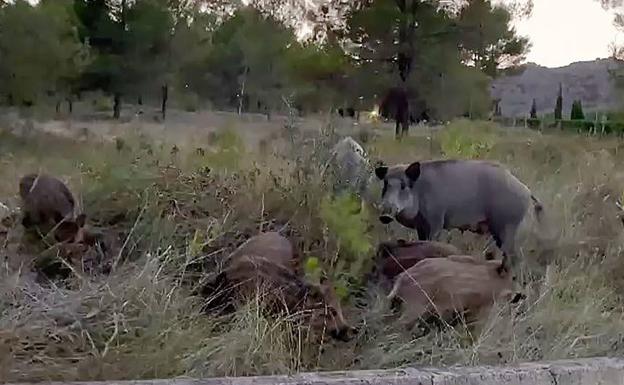 Herida tras ser atacada por un jabalí en el monte en Salamanca