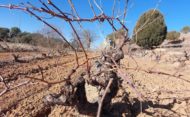 Viticultura de altura para otro proyecto riojano en Ribera