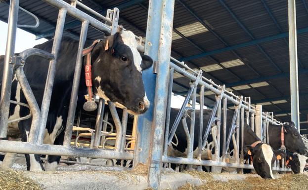 El vacuno recupera la rentabilidad con el litro de leche a 0,60 el último trimestre