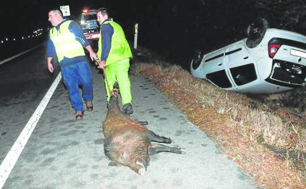 Jabalís y corzos dejan un rastro mortal en las carreteras