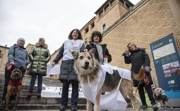 Pacma pide incluir a los perros de caza en la Ley de Bienestar Animal