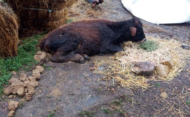 Vecinos de Santiuste de Pedraza critican un nuevo caso de maltrato animal a un ternero