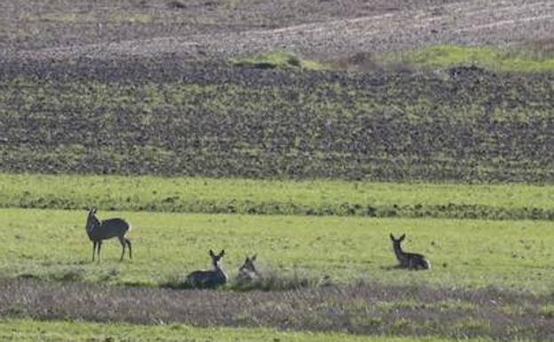 Los corzos asaltan parcelas próximas a Amazon en Valladolid